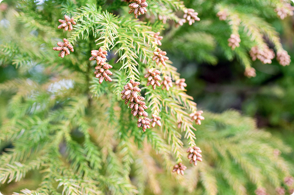 アレルギー疾患